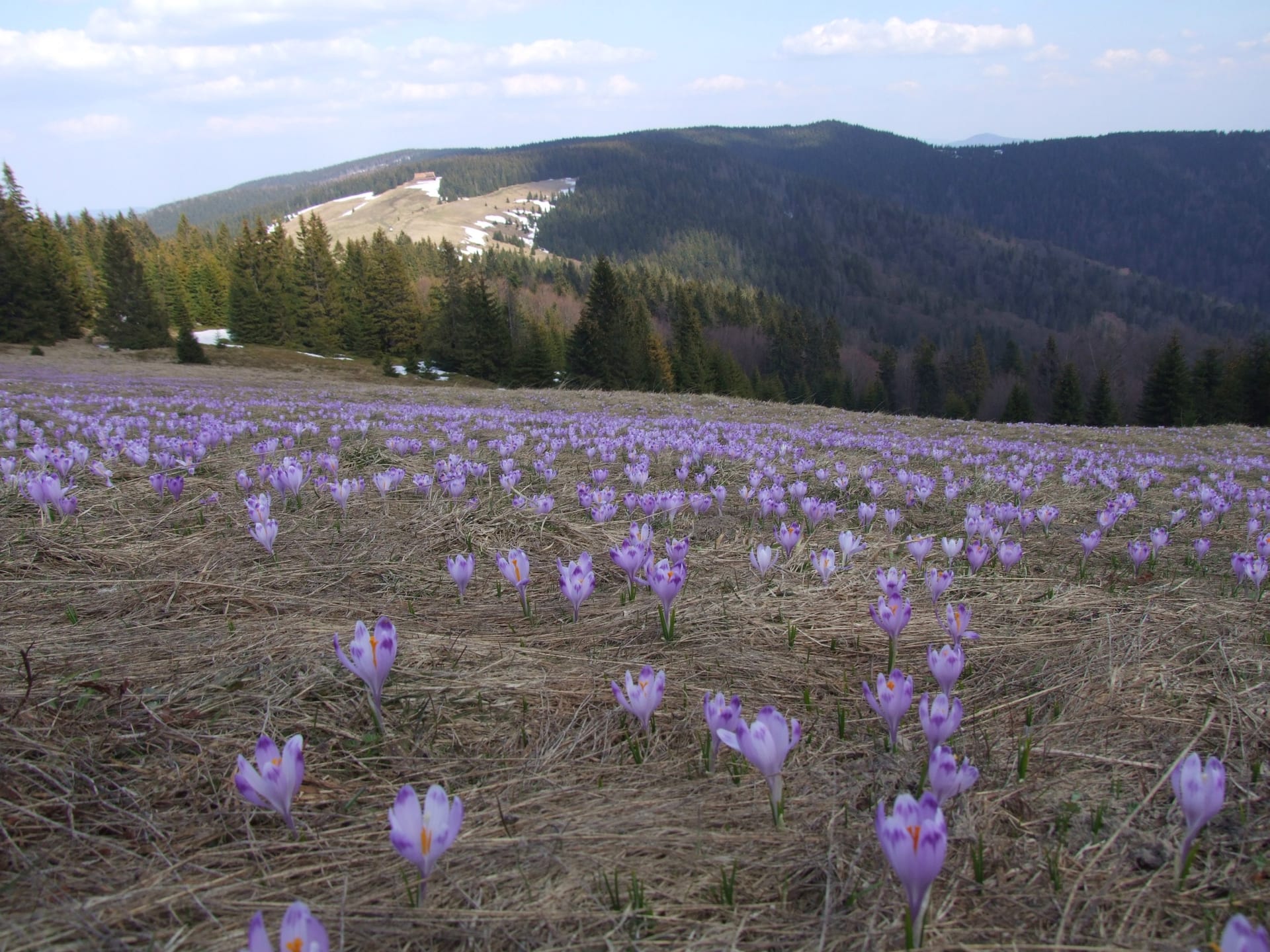 Turbacz